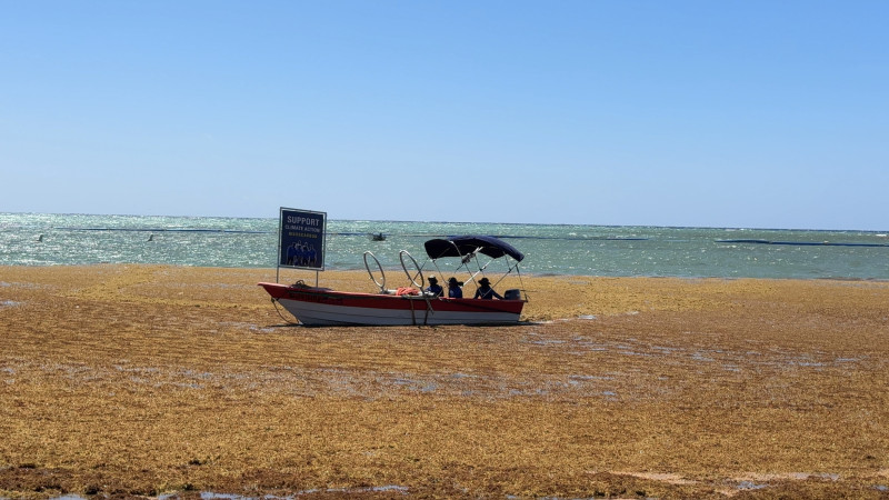 Playa con sargazo